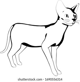 Cat sketch on a white background. Sphynx silhouette vector