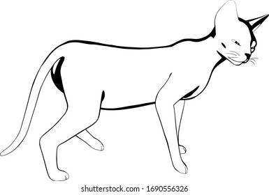 Dibujo de un gato sobre fondo blanco. Vector de silueta Sfinx
