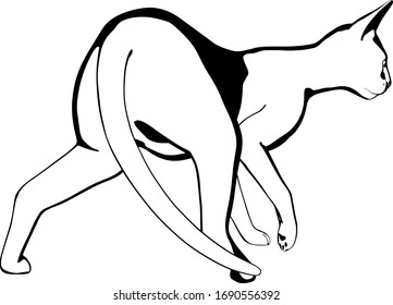 Katzen-Skizze auf weißem Hintergrund. Sphynx-Silhouette-Vektorillustration