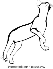 Dibujo de un gato sobre fondo blanco. Vector de silueta Sfinx
