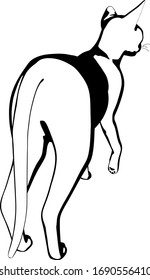 Cat sketch on a white background. Sphynx silhouette vector