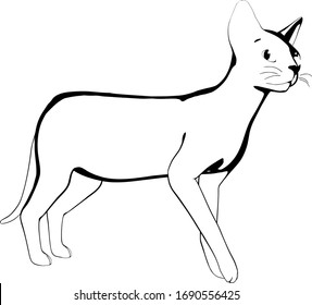 Cat sketch on a white background. Sphynx silhouette vector