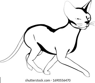 Cat sketch on a white background. Sphynx silhouette vector