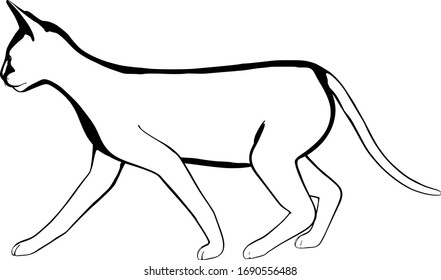 Cat sketch on a white background. Sphynx silhouette vector