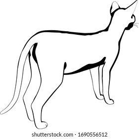 Dibujo de un gato sobre fondo blanco. Vector de silueta Sfinx