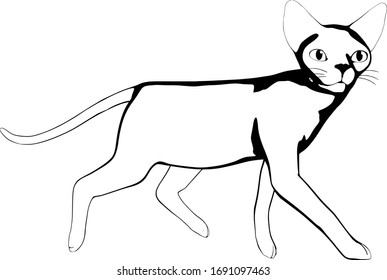 Dibujo de un gato sobre fondo blanco. Vector de silueta Sfinx