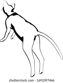 Dibujo de un gato sobre fondo blanco. Vector de silueta Sfinx