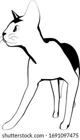 Cat sketch on a white background. Sphynx silhouette vector