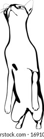 Dibujo de un gato sobre fondo blanco. Vector de silueta Sfinx