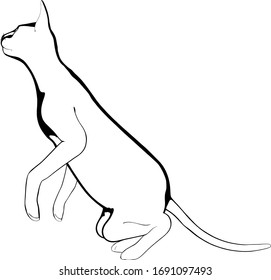 Dibujo de un gato sobre fondo blanco. Vector de silueta Sfinx