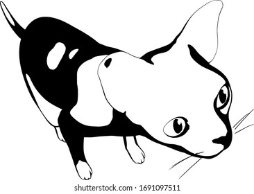 Katzen-Skizze auf weißem Hintergrund. Sphynx-Silhouette-Vektorillustration