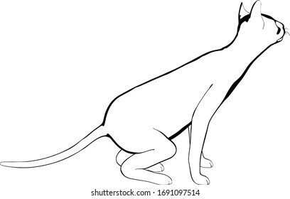 Cat sketch on a white background. Sphynx silhouette vector