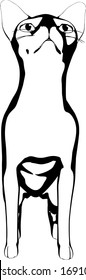 Dibujo de un gato sobre fondo blanco. Vector de silueta Sfinx
