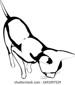 Cat sketch on a white background. Sphynx silhouette vector
