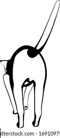 Cat sketch on a white background. Sphynx silhouette vector