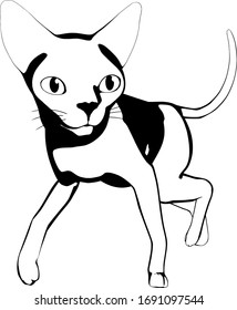 Cat sketch on a white background. Sphynx silhouette vector