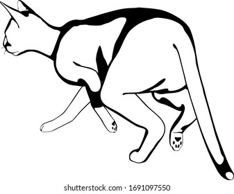 Cat sketch on a white background. Sphynx silhouette vector