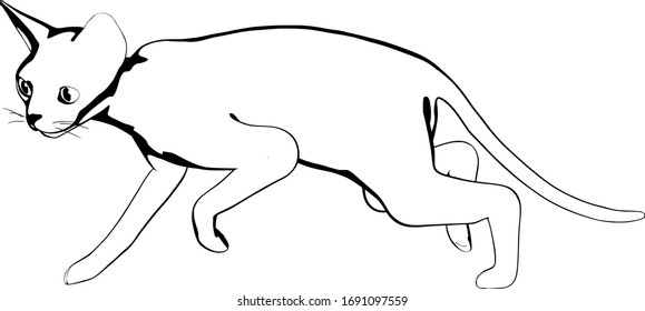 Cat sketch on a white background. Sphynx silhouette vector