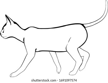 Dibujo de un gato sobre fondo blanco. Vector de silueta Sfinx