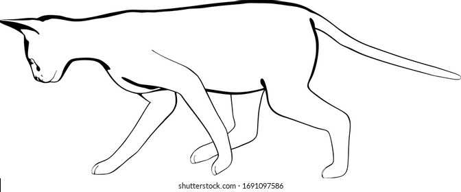 Cat sketch on a white background. Sphynx silhouette vector