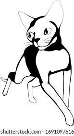 Cat sketch on a white background. Sphynx silhouette vector