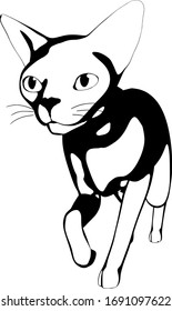 Dibujo de un gato sobre fondo blanco. Vector de silueta Sfinx