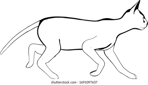 Dibujo de un gato sobre fondo blanco. Vector de silueta Sfinx