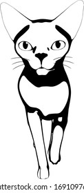 Cat sketch on a white background. Sphynx silhouette vector
