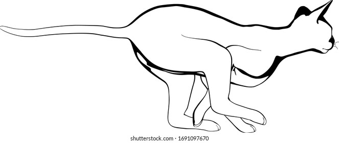 Cat sketch on a white background. Sphynx silhouette vector