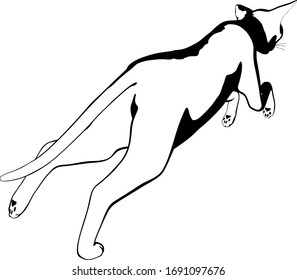 Dibujo de un gato sobre fondo blanco. Vector de silueta Sfinx
