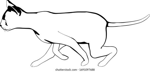 Cat sketch on a white background. Sphynx silhouette vector