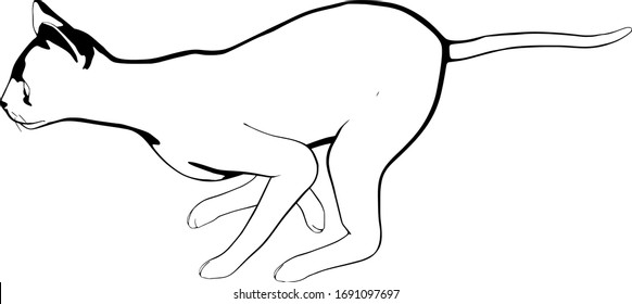 Cat sketch on a white background. Sphynx silhouette vector