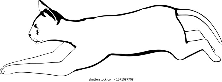 Cat sketch on a white background. Sphynx silhouette vector