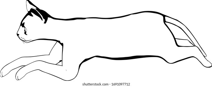 Cat sketch on a white background. Sphynx silhouette vector