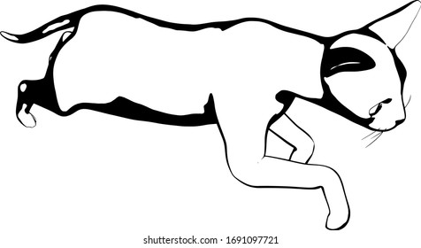 Dibujo de un gato sobre fondo blanco. Vector de silueta Sfinx