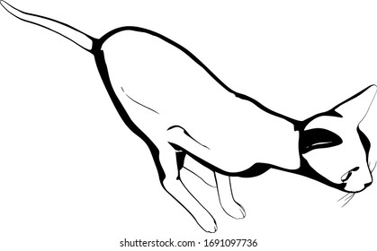 Cat sketch on a white background. Sphynx silhouette vector