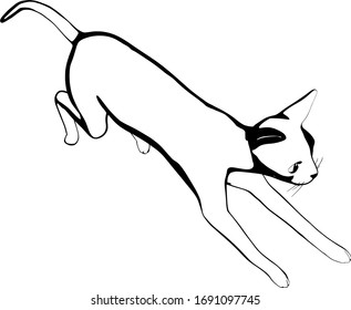 Dibujo de un gato sobre fondo blanco. Vector de silueta Sfinx