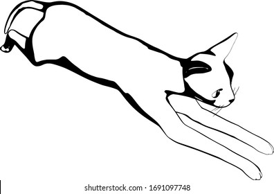 Dibujo de un gato sobre fondo blanco. Vector de silueta Sfinx