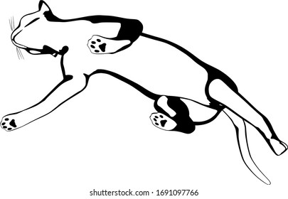Cat sketch on a white background. Sphynx silhouette vector