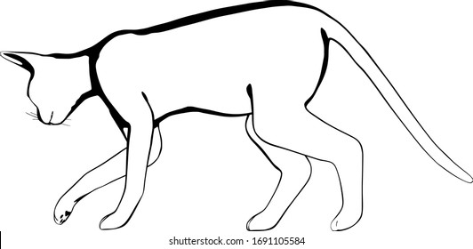 Cat sketch on a white background. Sphynx silhouette vector