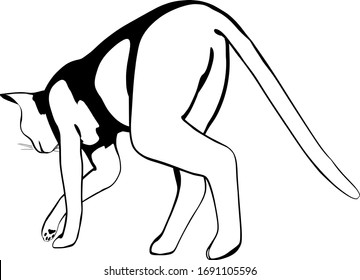 Cat sketch on a white background. Sphynx silhouette vector