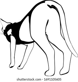 Katzen-Skizze auf weißem Hintergrund. Sphynx-Silhouette-Vektorillustration