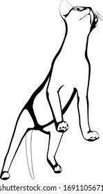 Cat sketch on a white background. Sphynx silhouette vector