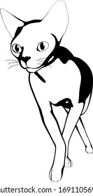 Cat sketch on a white background. Sphynx silhouette vector