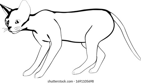 Cat sketch on a white background. Sphynx silhouette vector