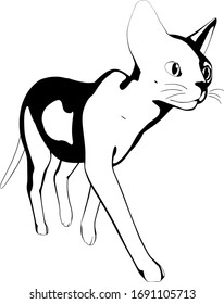 Cat sketch on a white background. Sphynx silhouette vector