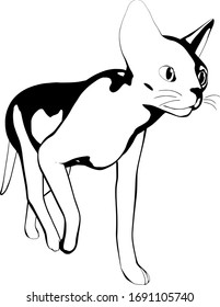 Cat sketch on a white background. Sphynx silhouette vector