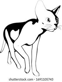 Dibujo de un gato sobre fondo blanco. Vector de silueta Sfinx