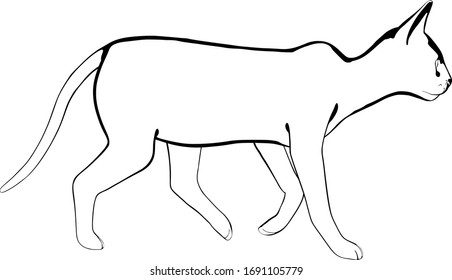 Cat sketch on a white background. Sphynx silhouette vector