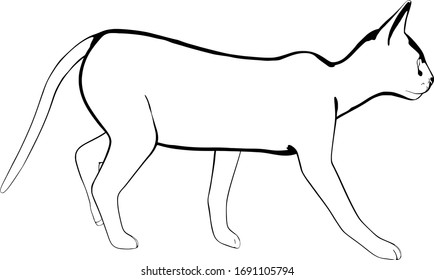 Cat sketch on a white background. Sphynx silhouette vector